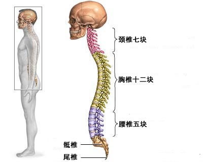 脊柱后凸畸形截骨矫形术