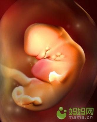 胎儿1-9周发育图