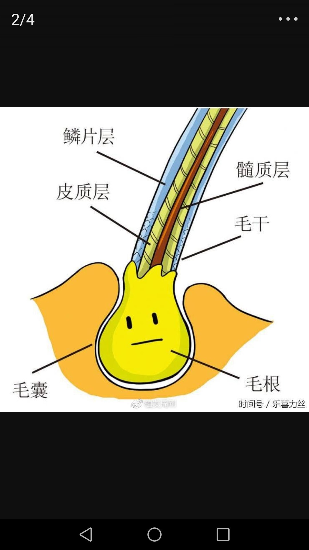 澄清系列二十二季:正常头发的毛囊会被拔出来吗?