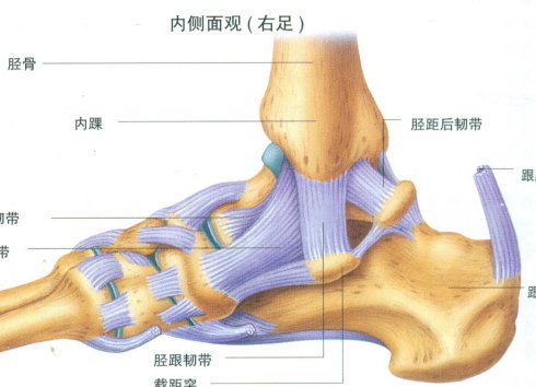 文章列表>踝关节韧带损伤-不容忽视 二,解剖(一)内侧副韧带 内侧
