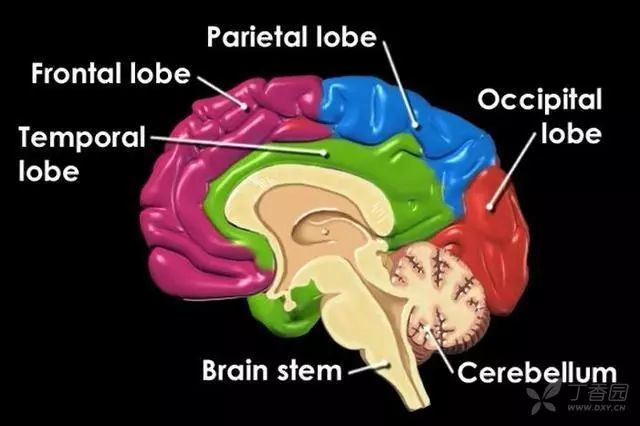 脑瘫类型与脑损伤的对应关系 注释:frontal lobe 额叶;parietal lobe