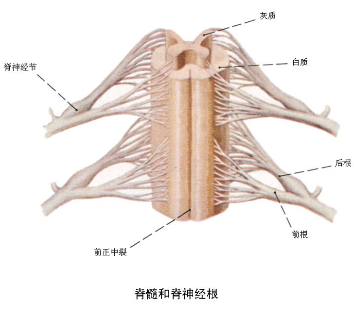 腰神经根与腰椎间盘突出