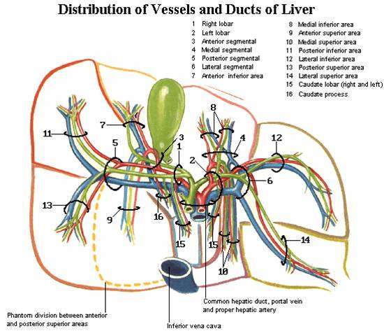 肝脏相关解剖图谱多图