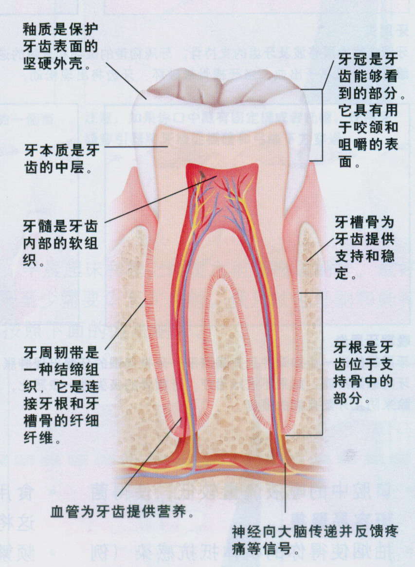 下面是一副牙齿的剖面图:结构和功能一一注明,大家可以仔细看看哦