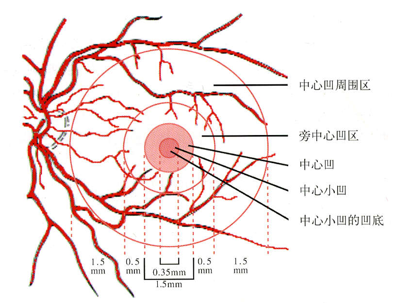 和 近视 力,是形觉的主要标志,代表视网膜黄斑中心凹处的视觉敏锐度
