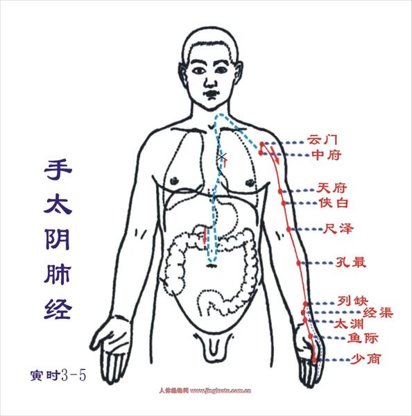 1手太阴肺经