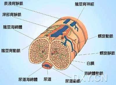 几张男性生殖构造图片 好大夫在线