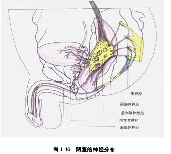 几张男性生殖构造图片