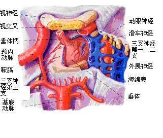 垂体瘤的科普知识