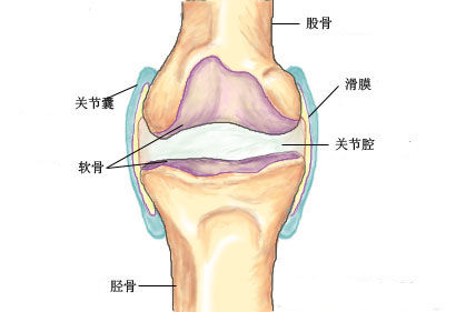 我们先看个膝关节的示意图正如上次说到的,骨关节炎是所有的关节炎中