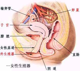 正常性生活后,精子很快离开后穹窿的精液池而进入宫颈管,而留在阴道内