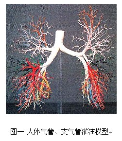 看图一多么漂亮一棵大树,其实它根本不是什么树,而是人体气管,支气管