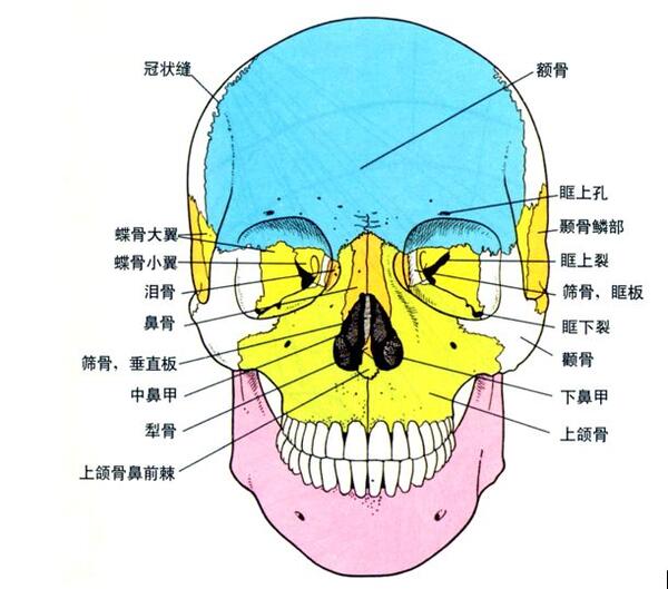 口腔颌面部有上颌骨,下颌骨,颧骨,鼻骨,颞骨,腭骨,蝶骨等.