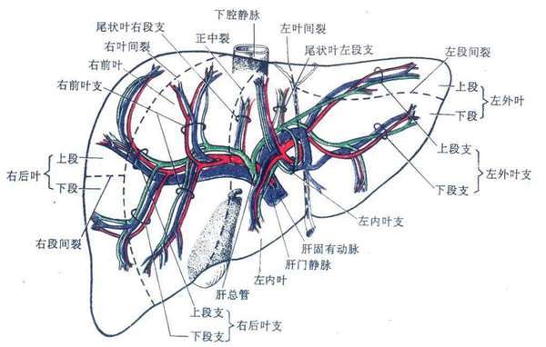 肝脏相关解剖图谱