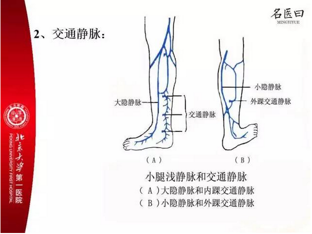 第2个解剖图是交通静脉,即连接深静脉和浅静脉之间横向的静脉,a图三个