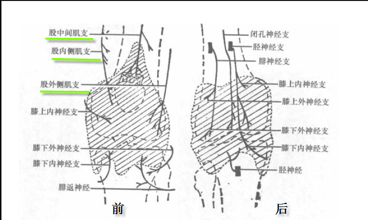 膝痛是哪些神经惹的祸