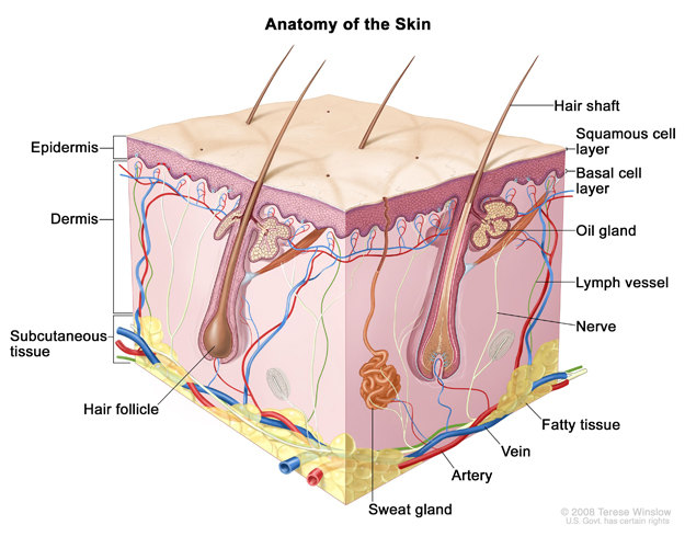 什么是皮肤活检/皮肤病理检查?应该注意什么?