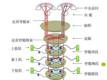 图2:脑和脊髓的传导通路3.