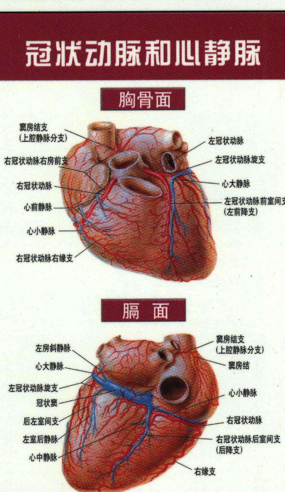 心脏图谱3