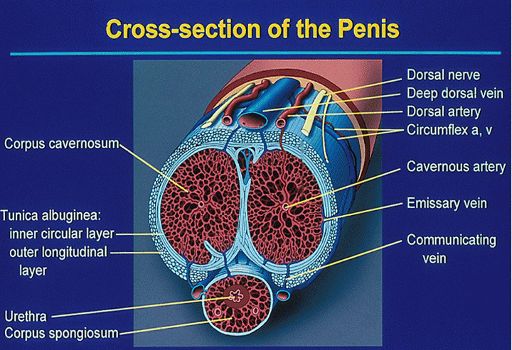 你知道阴茎海绵体到底什么样子吗?