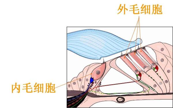 听骨链)将声音信号传到内耳,内耳有个称为耳蜗的结构负责听觉感知