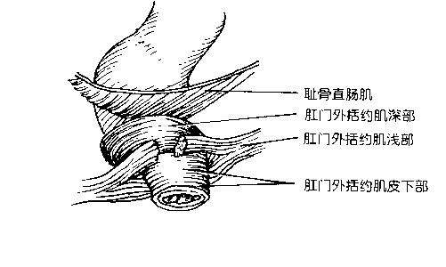 肛门外括约肌分为3部分,组成一个环形结构,叫直肠环,手术时需要