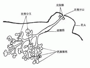 探秘乳头溢液—谈谈乳管镜检查