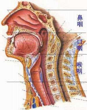 内窥镜检查和活检可以发现和诊断早期鼻咽癌.1.