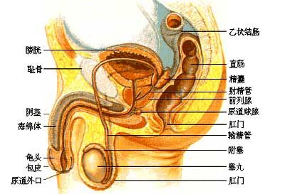 图 女性生殖系统 男性生殖系统 再者,精子和卵子能正常结合(受精)