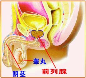 前列腺炎诊疗指南患者健康教育篇