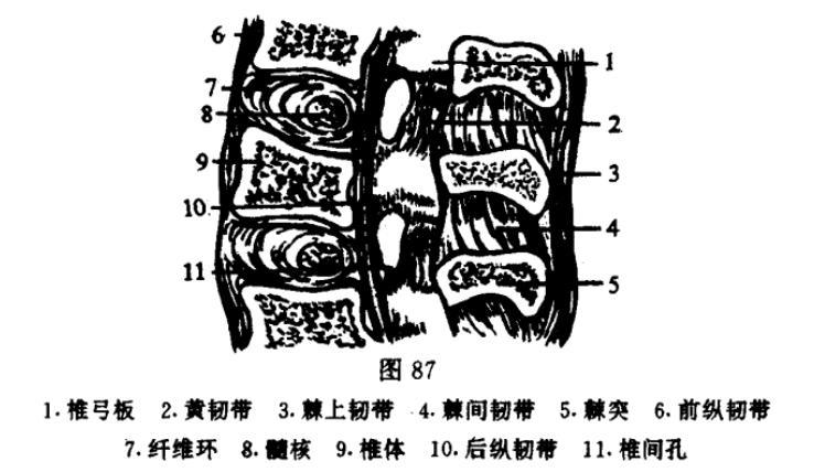 罗氏正骨法棘上棘间韧带损伤的诊断与治疗