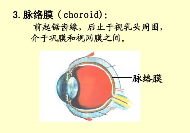 最全的眼解剖与生理图片(值得收藏.) (转载)