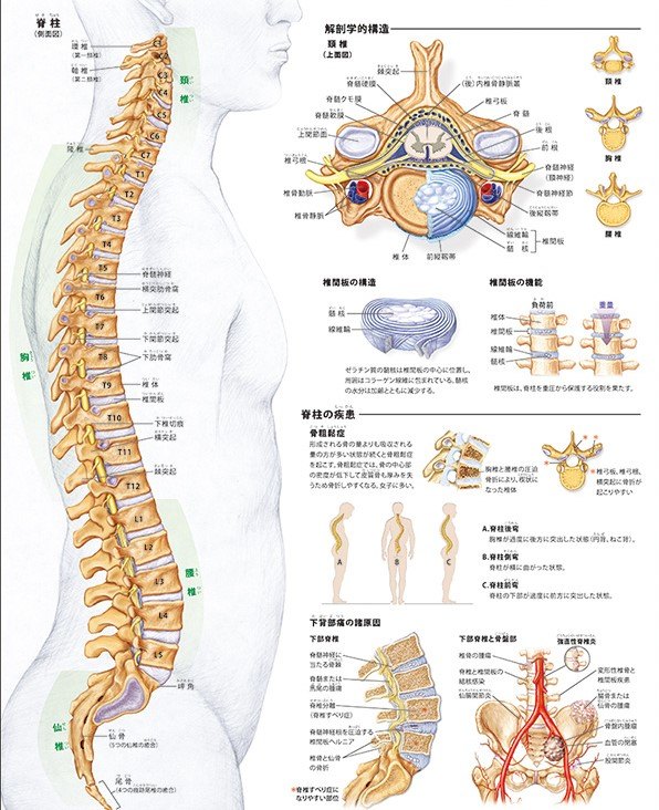 脊柱的椎体和椎弓之间为椎管,内有脊髓和马尾神经,像集线器一样收集