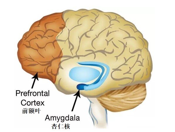 大脑前额叶与杏仁核互相抑制