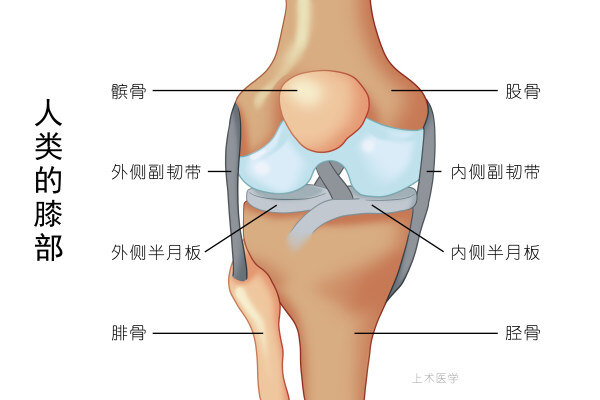 八个问题,让你彻底搞懂半月板损伤!_膝关节半月板损伤