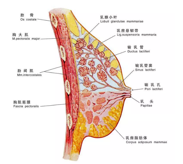 它是如何分泌及排出乳汁的呢? 乳房的外观由乳头,乳晕及表面皮肤构成