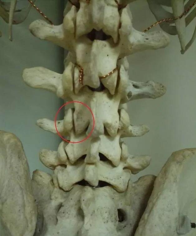 腰椎的上下关节突构成小关节