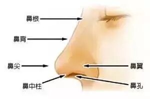 形的过多组织切除,同时将两侧鼻翼软骨内侧拉拢缝合,使鼻柱宽度减少