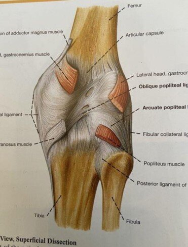lcl, meniscal tear tests (mcmurrays 用于mcl,lcl,半月板撕裂试验