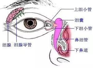 泪腺脱垂