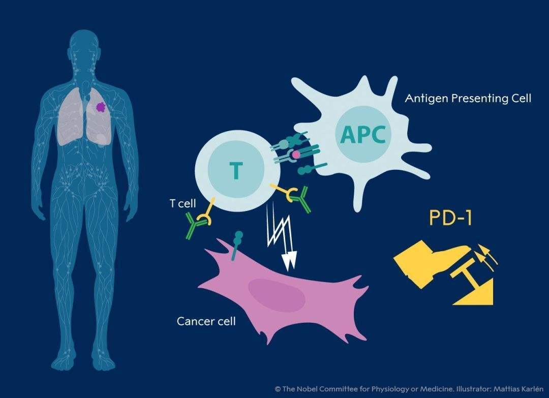 pd1pdl1阻断剂促成了战狼t淋巴细胞对肿瘤的反收割