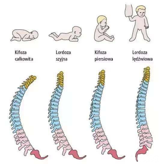脊椎侧弯 ,内脏器官发育也可能受影响,因为6个月内的宝宝骨骼还较为