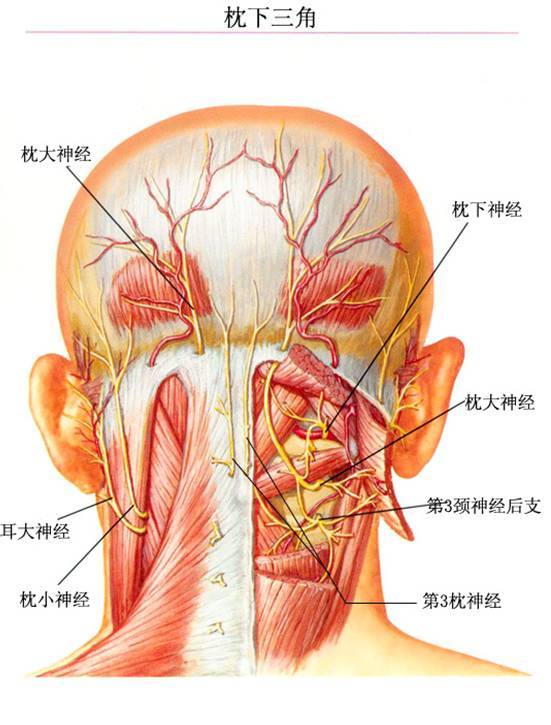 颈源性头痛颈枕部相关肌肉神经解剖