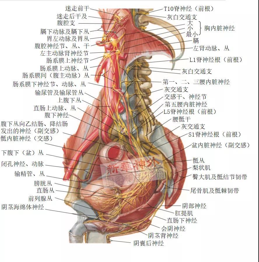 新华神外:骶神经调节术教程(2)——膀胱的神经支配