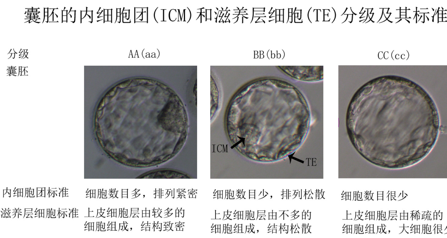 图6. 囊胚的内细胞团和滋养层细胞分级及其标准