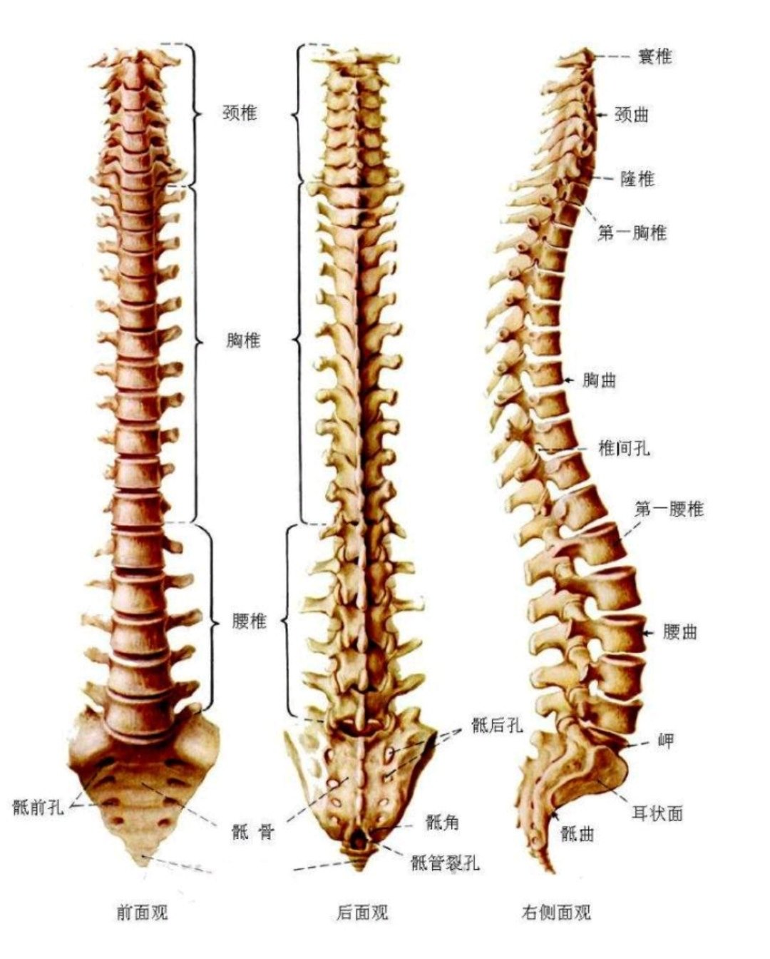 图7.脊柱-新编人体解剖-医学