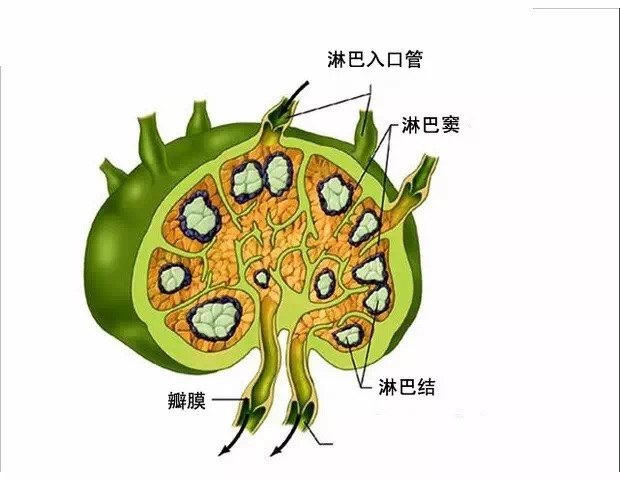 淋巴结分散在全身各处淋巴回流的通路上,如颈,腋下,腹股沟,肝窝,肘