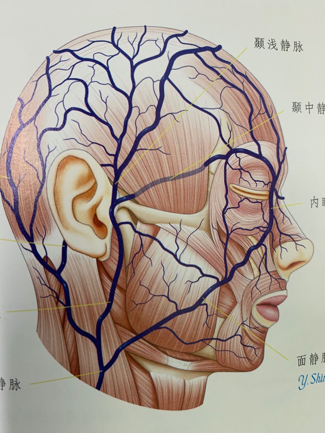 做注射隆鼻时更要注意避开血管,如果填充剂注射入血管,有可能导致鼻子