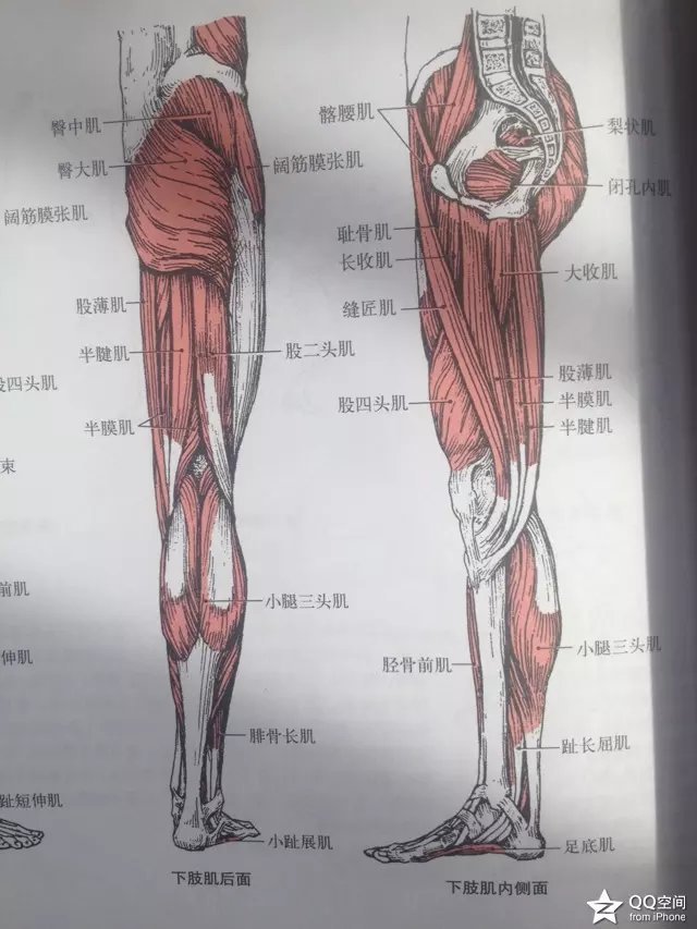 大腿及臀部疼痛定位诊断