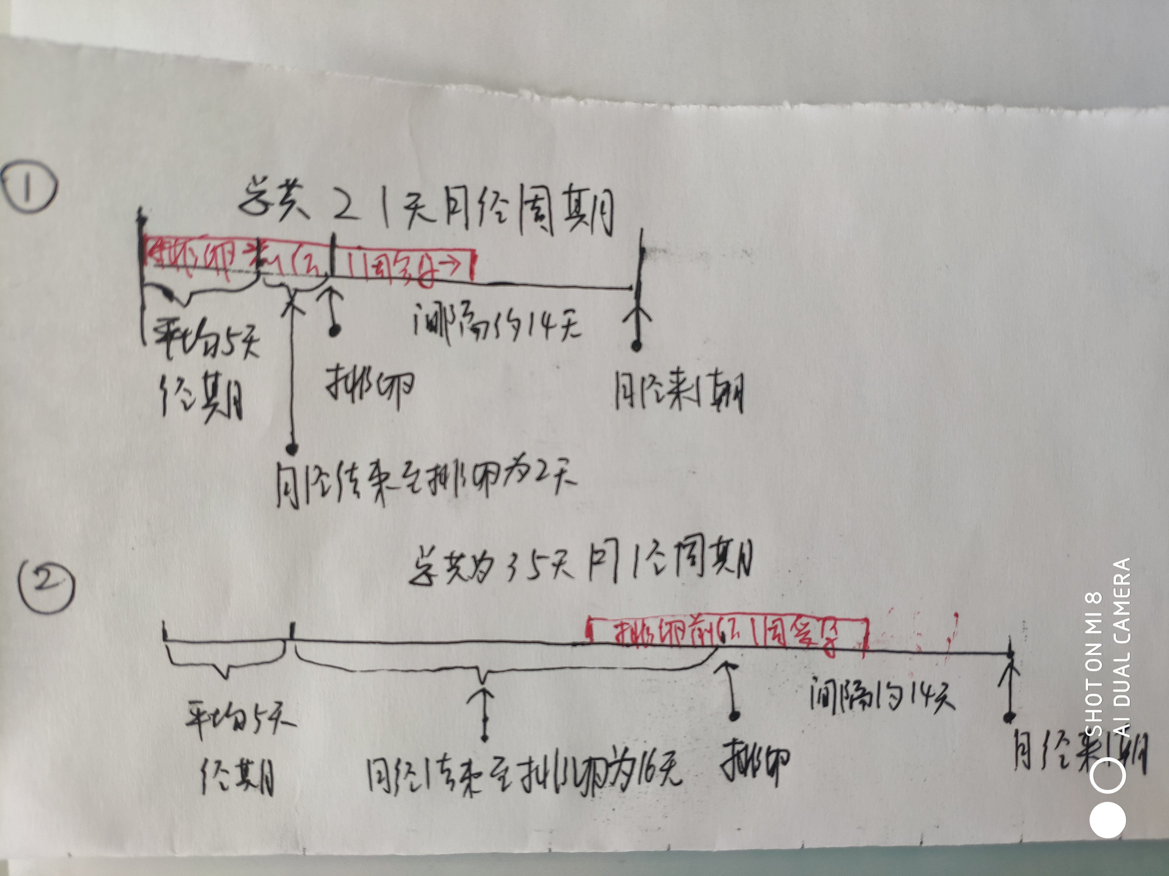 图①月经周期为21天图②月经周期为35天红色区间为易孕期